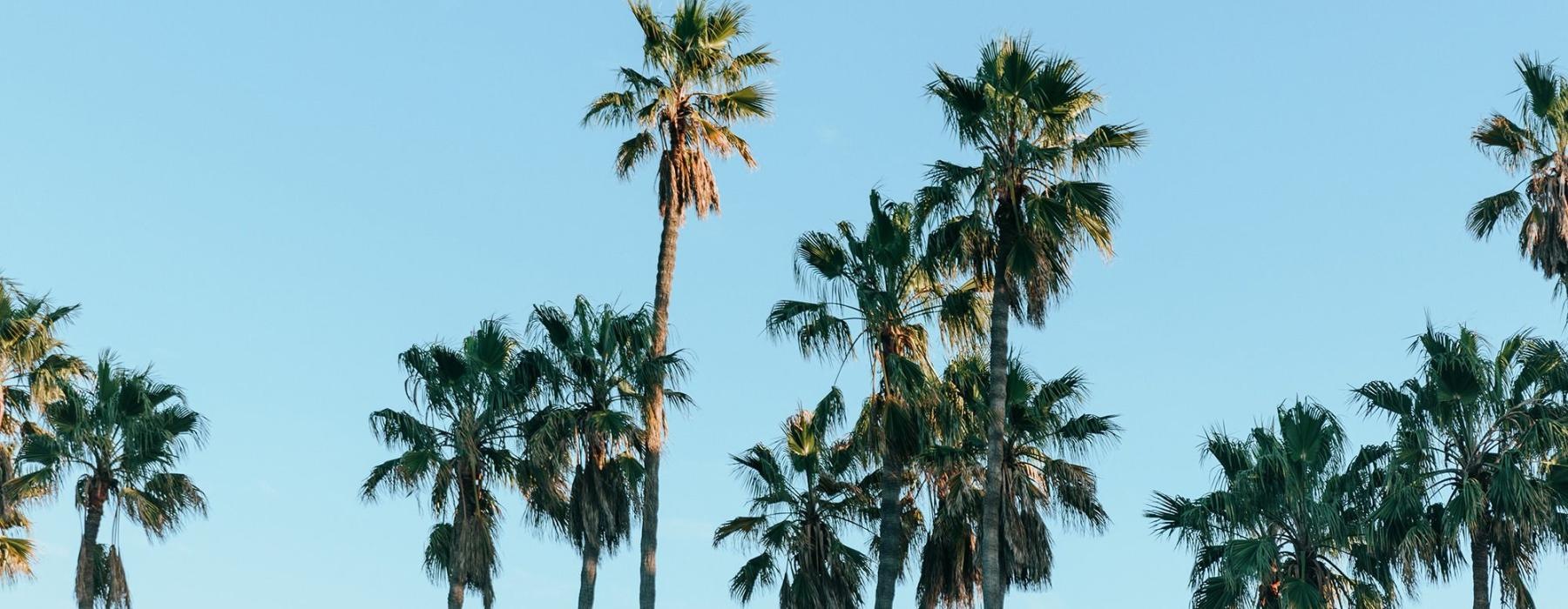 palm trees against a blue sky